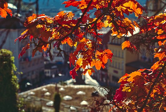 Oak in Karlovy Vary