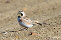 ЛАТИН НЭР: Eremophila alpestris L., 1758 АНГЛИ НЭР: Horned Lark