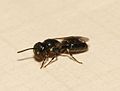 Hylaeus pictipes (vægmaskebi)