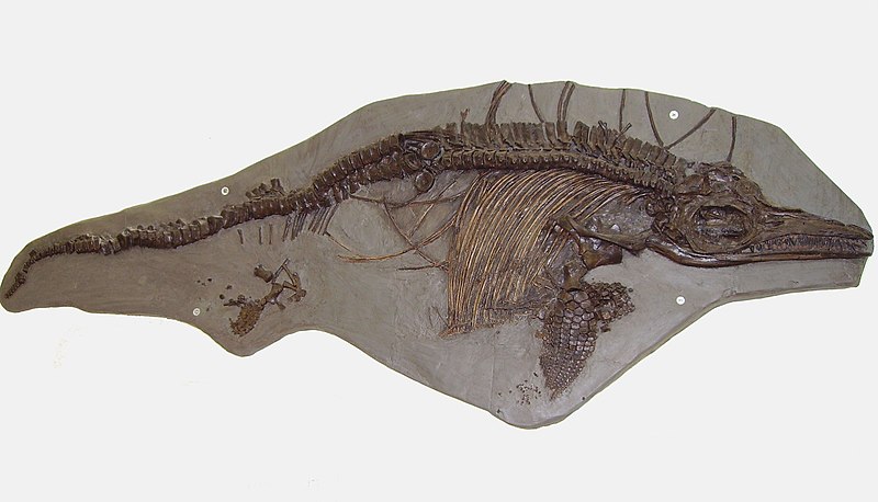 Ichthyosaur Birth