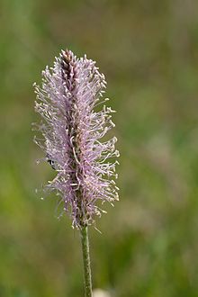 Before Species Plantarum
, this plant was referred to as "Plantago foliis ovato-lanceolatis pubescentibus, spica cylindrica, scapo tereti
"; Linnaeus renamed it Plantago media. Keskmise teelehe oisik Plantago media.jpg