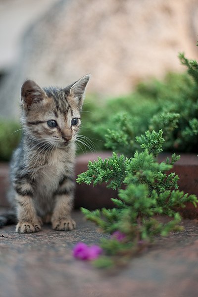 File:Kitten in Rizal Park, Manila.jpg