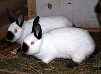 Californian rabbits "Standard" color variety (recognized by ARBA)