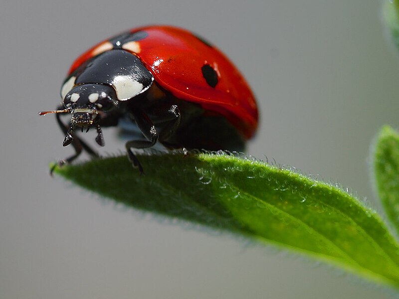 Archivo:Ladybird.jpg