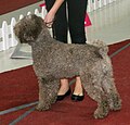 Lagotto brun