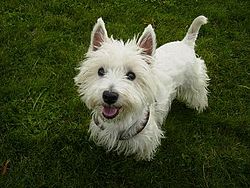 West Highland White Terier