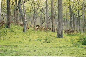 Offene Waldlandschaft mit Axishirschen