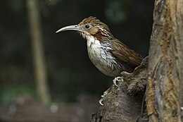 Erythrogenys hypoleucos