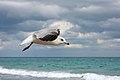 Camar paruh cincin (Larus delawarensis)