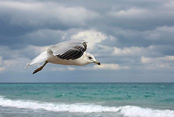 Goéland à bec cerclé (Larus delawarensis) en vol stationnaire, face au vent. (définition réelle 3 654 × 2 449)