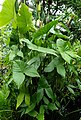 Lasimorpha senegalensis, Brooklyn Botanic Garden