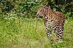Miniatiūra antraštei: Indinis leopardas