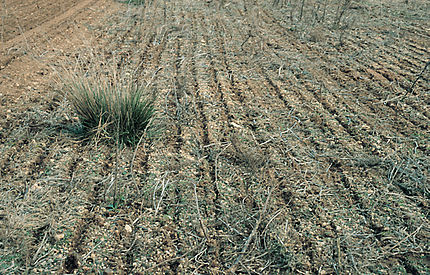 Torre Marimon - Caldes de Montbui (Vallès Oriental), 23 de desembre de 1999