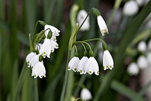 은방울수선(Leucojum aestivum)