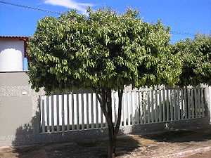 Oitio en Buritis, en Brazilo.