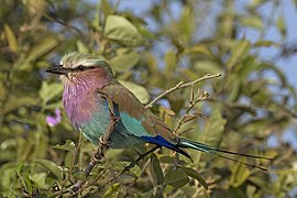 Lilac-breasted roller (Coracias caudatus caudatus) Botswana