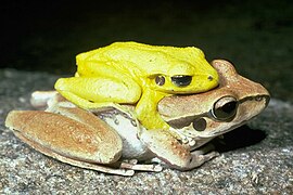 Litoria lesueurii amplexus