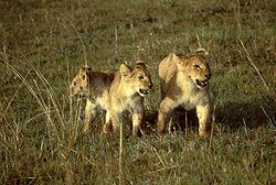 Jeunes lionceaux