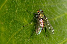 Longlegged fly - sciapus.jpg