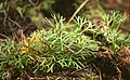 Gewöhnlicher Flachbärlapp (Lycopodium complanatum)