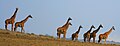 Massaigiraffe (G. c. tippelskirchi), Netzgiraffe (G. c. reticulata) und Uganda-Giraffe (G. c. rothschildi) wer ist wer