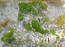 Microdictyon marinum on shallow, aragonitic sandy seafloor just offshore from Sand Dollar Beach & just south of Rocky Point, northwestern San Salvador Island, eastern Bahamas