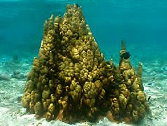 Millepora exaesa en Guam