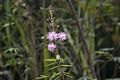 M. pudica, Bahia, Brasil