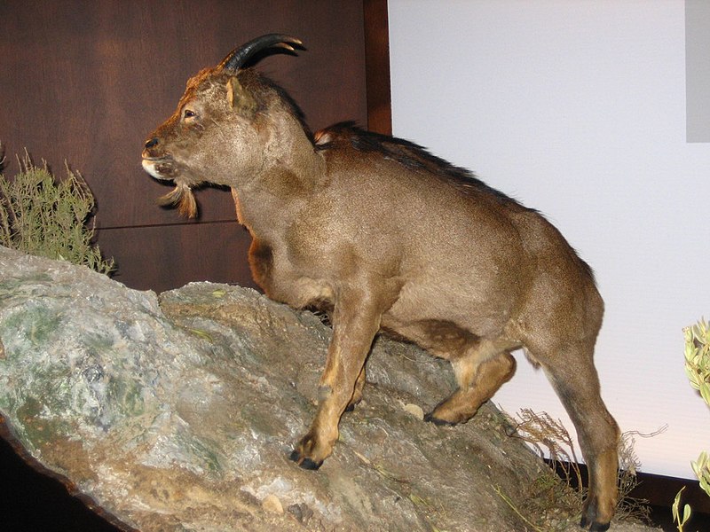 Myotragus balearicus cave goat