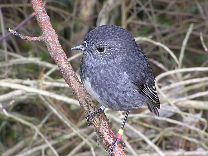 Окольцованная новозеландская малиновка (Petroica australis longipes)