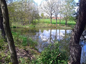 Blick über den Teich