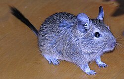 Degu (Octodon degus)