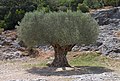 1100 Jahre alter Olivenbaum in unmittelbarer Nähe des Pont du Gard, Frankreich  Qualitätsbild