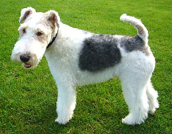 English: Basil the wire haired fox terrier