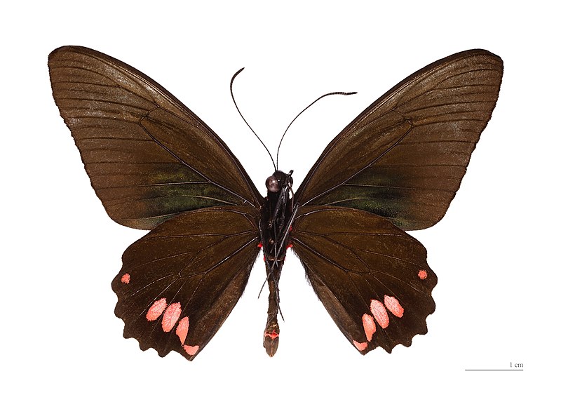 File:Parides sesostris MHNT ventre.jpg