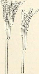 Conidioforen met conidiën van Penicillium italicum