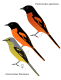 Scarlet Minivet