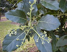 P. americana, avocado plant flowers Persea americana.jpg