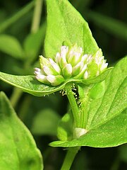 花柄には腺毛がある。