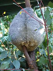 Koalas form a round shape when sleeping