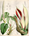 Philodendron ornatum