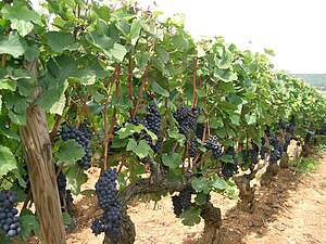 Pinot noir grapes at Santenay, on Burgundy's C...