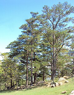 Pinus oocarpa, the closest relative to the Jalisco pine (Pinus jaliscana); the Jalisco pine of which happens to not have any uploaded images available on Wikimedia Commons.