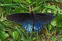 Mariposa cola de golondrina azul (Battus philenor) vista dorsal (modelo)