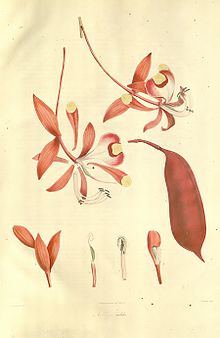 Plantae Asiaticae Rariores - volume 1 - plate 002 - Amherstia nobilis.jpg