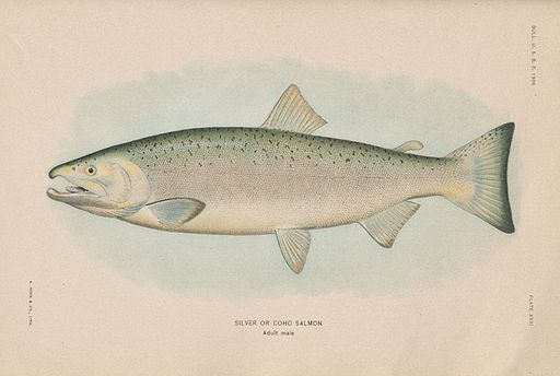 PlateXXXI-Coho Salmon Adult Male