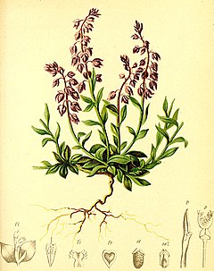 Description de l'image Polygala alpina Atlas Alpenflora.jpg.