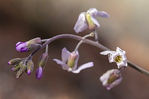 Boechera perennans