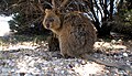 Kurtafarkú kenguru vagy quokka (Setonix brachyurus)