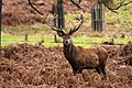 Jelen lesní (Cervus elaphus)